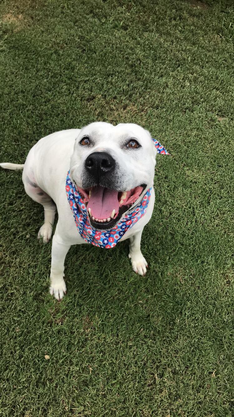 Dottie-PUP